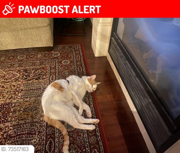 Lost Male Cat last seen Home Depot, Mississauga, ON L5N 7X8