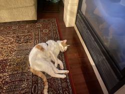 Lost Male Cat last seen Home Depot, Mississauga, ON L5N 7X8
