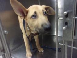 Shelter Stray Male Dog last seen , 14409 Vanowen St, Van Nuys, CA 91405, USA