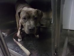 Shelter Stray Female Dog last seen , 14409 Vanowen St, Van Nuys, CA 91405, USA