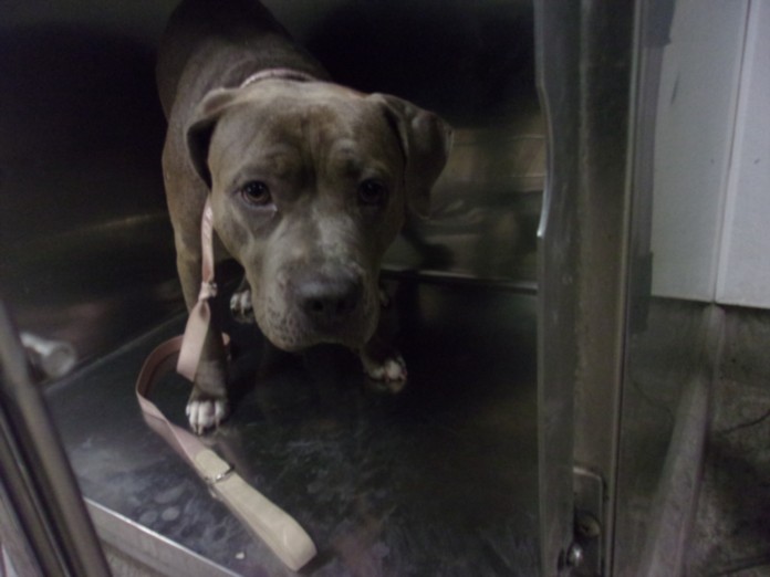 Shelter Stray Female Dog last seen , 14409 Vanowen St, Van Nuys, CA 91405, USA