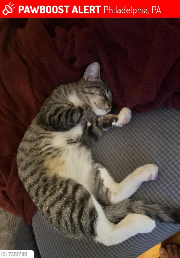 Lost Male Cat last seen Grays Ferry 29th and Oakford, Philadelphia, PA 19146