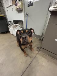 Shelter Stray Male Dog last seen , 14409 Vanowen St, Van Nuys, CA 91405, USA
