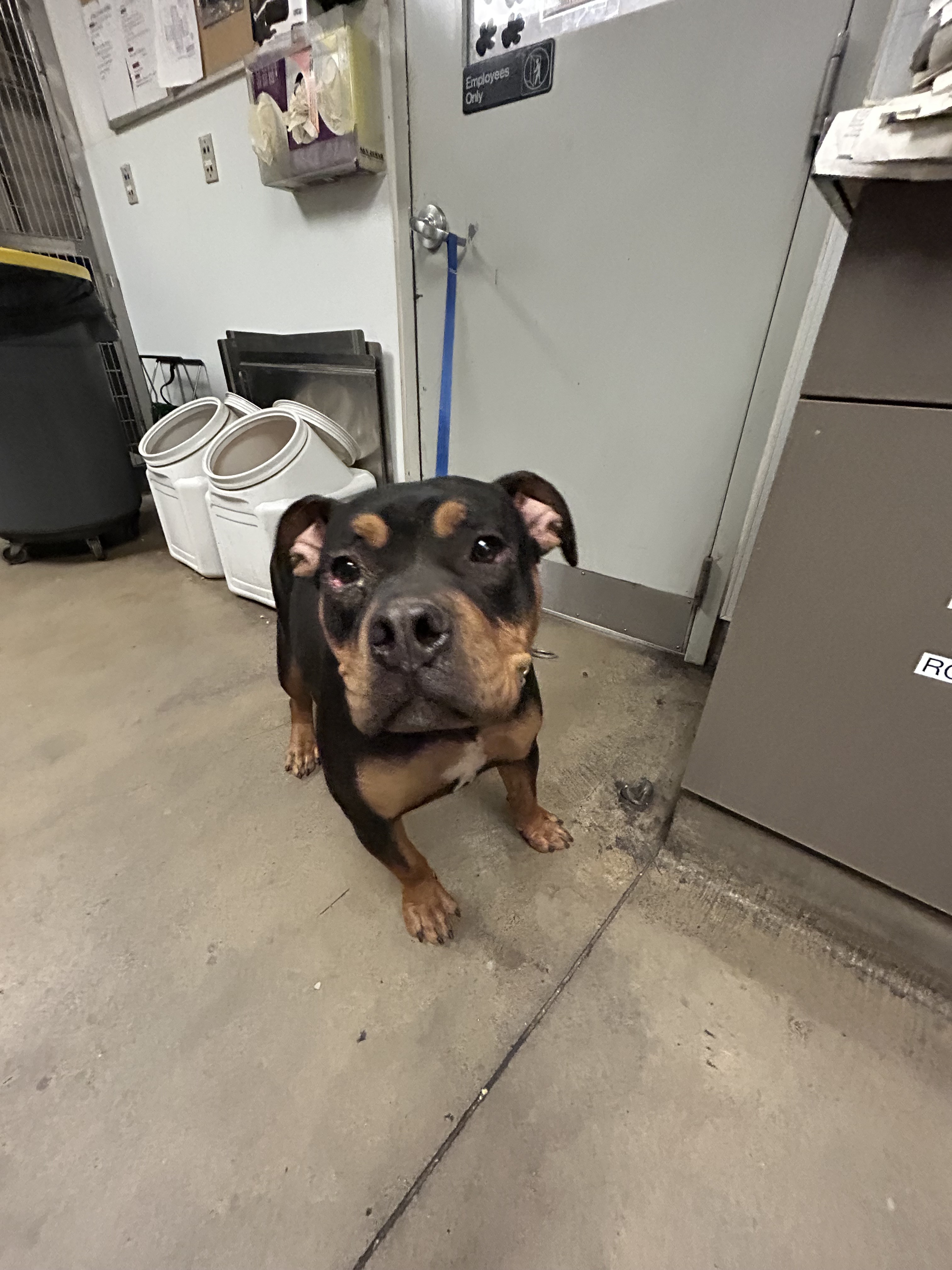 Shelter Stray Male Dog last seen , 14409 Vanowen St, Van Nuys, CA 91405, USA