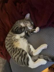 Lost Male Cat last seen Grays Ferry 29th and Oakford, Philadelphia, PA 19146