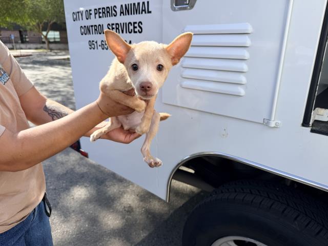 Shelter Stray Male Dog last seen D X 4TH, 227 N D St, Perris, CA 92570, USA