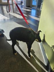 Shelter Stray Male Dog last seen Near BLOCK N ERIE AVE, WICHITA KS 67214, 3303 N Hillside St, Wichita, KS 67219, USA