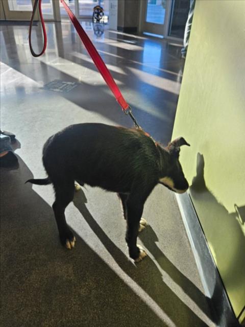 Shelter Stray Male Dog last seen Near BLOCK N ERIE AVE, WICHITA KS 67214, 3303 N Hillside St, Wichita, KS 67219, USA