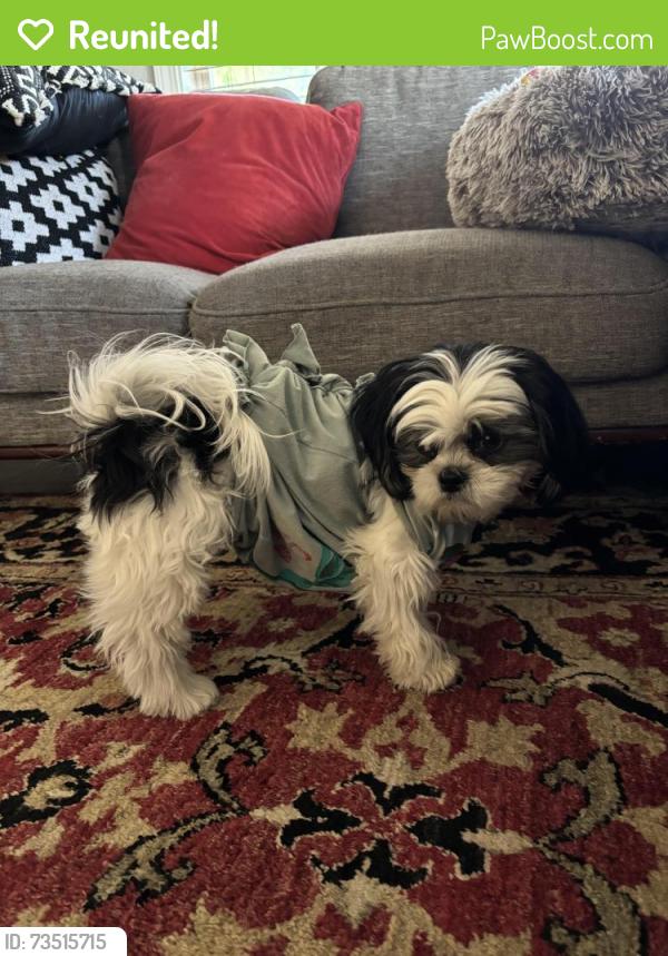 Reunited Female Dog last seen Sunset and 36th, Boise, ID 83703