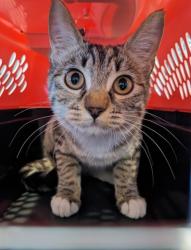 Shelter Stray Female Cat last seen TERRA BELLA/VISALIA, 92602, 6443 Oak Canyon, Irvine, CA 92618, USA