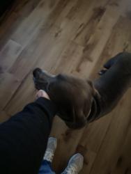 Reunited Male Dog last seen Durado and atlas, Killeen, TX 76542