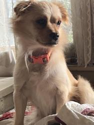 Reunited Female Dog last seen Area of Sanders St, Hutchinson St. Savannah Ave.; general Regent Square Neighborhood, Pittsburgh, PA 15218