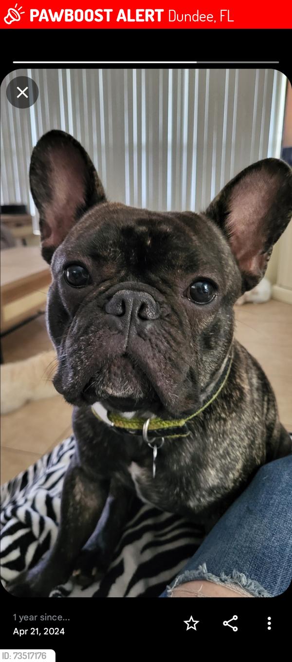 Lost Male Dog last seen Vista del lago blvd, Dundee, FL 33838