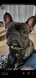 Lost Male Dog last seen Vista del lago blvd, Dundee, FL 33838