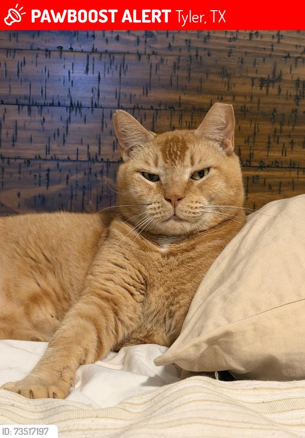 Lost Male Cat last seen Highway 69N and FM2016, Tyler, TX 75706