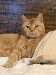 Lost Male Cat last seen Highway 69N and FM2016, Tyler, TX 75706