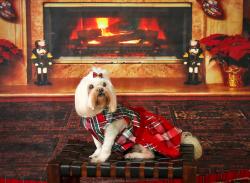 Reunited Female Dog last seen Macon Road, Memphis, TN 38134