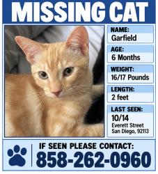 Lost Male Cat last seen Everett Street 92113, San Diego, CA 92113