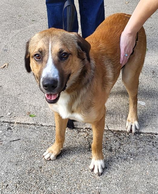 Shelter Stray Male Dog last seen Near BLOCK SALTILLO ST, 4710 TX-151, San Antonio, TX 78227, USA
