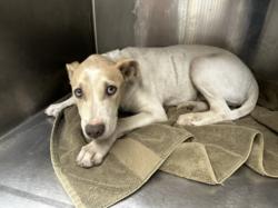 Shelter Stray Female Dog last seen , 3201 Lacy St, Los Angeles, CA 90031, USA
