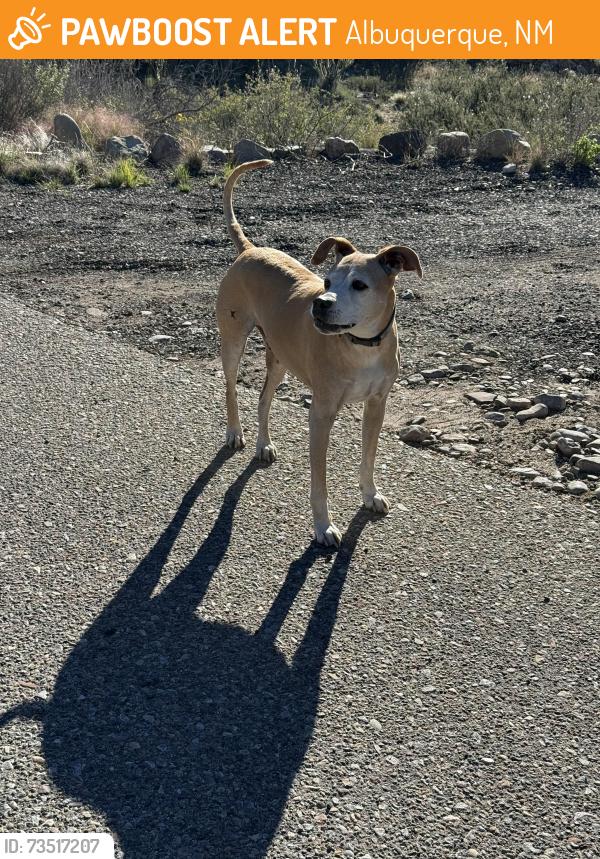 Found/Stray Male Dog last seen Cougar Loop and Cedar Hill, Albuquerque, NM 87122