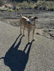 Found/Stray Male Dog last seen Cougar Loop and Cedar Hill, Albuquerque, NM 87122
