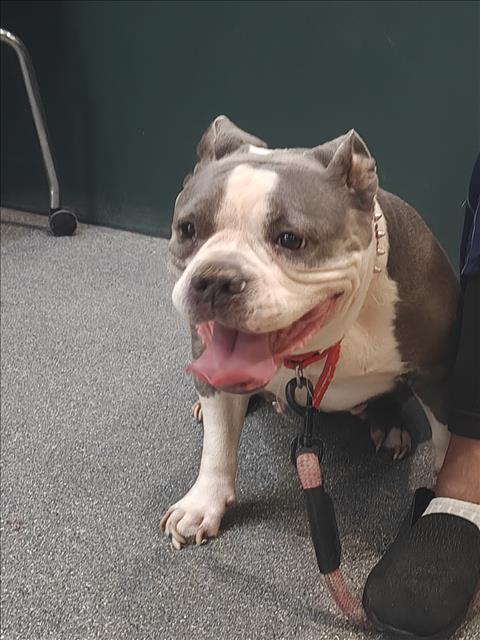 Shelter Stray Female Dog last seen , 3201 Lacy St, Los Angeles, CA 90031, USA