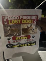 Lost Male Dog last seen West Tampa - W Gray St near Armenia, Tampa, FL 33609
