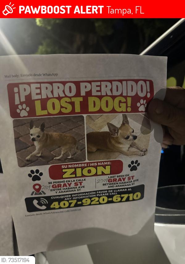 Lost Male Dog last seen West Tampa - W Gray St near Armenia, Tampa, FL 33609