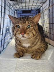 Shelter Stray Male Cat last seen Near BLOCK FUNSTON ST, HOLLYWOOD FL 33020, 2400 SW 42nd St, Fort Lauderdale, FL 33312, USA