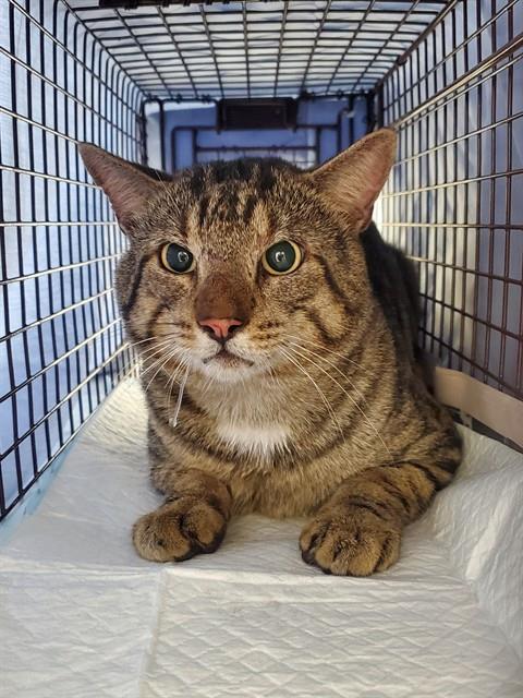 Shelter Stray Male Cat last seen Near BLOCK FUNSTON ST, HOLLYWOOD FL 33020, 2400 SW 42nd St, Fort Lauderdale, FL 33312, USA