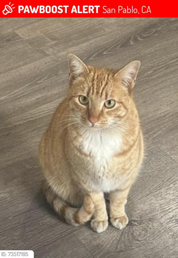Lost Male Cat last seen Near bowhill LAN, San Pablo, CA 94806