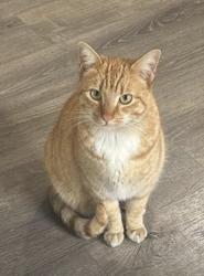 Lost Male Cat last seen Near bowhill LAN, San Pablo, CA 94806