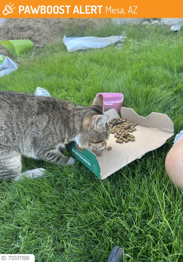 Found/Stray Female Cat last seen longmore and southern, Mesa, AZ 85202
