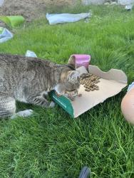 Found/Stray Female Cat last seen longmore and southern, Mesa, AZ 85202