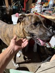 Reunited Female Dog last seen Denton Highway, Haltom City, TX 76117