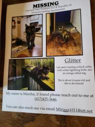 Lost Female Cat last seen Fremont ave & Republic Rd, Springfield, MO 65804