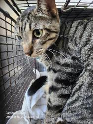 Shelter Stray Male Cat last seen Near BLOCK GRISSOM RD, 4710 TX-151, San Antonio, TX 78227, USA