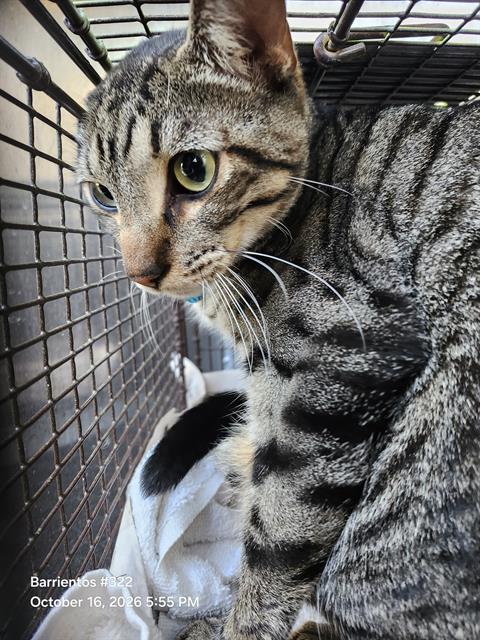 Shelter Stray Male Cat last seen Near BLOCK GRISSOM RD, 4710 TX-151, San Antonio, TX 78227, USA