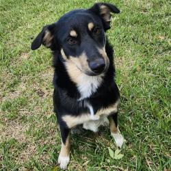 Shelter Stray Female Dog last seen Near BLOCK ARLENE PARK, 4710 TX-151, San Antonio, TX 78227, USA