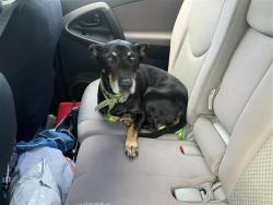 Shelter Stray Male Dog last seen Near BLOCK AND SAN PEDRO, 4710 TX-151, San Antonio, TX 78227, USA