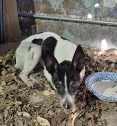 Shelter Stray Female Dog last seen Near BLOCK W HILDEBRAND AVE, 4710 TX-151, San Antonio, TX 78227, USA