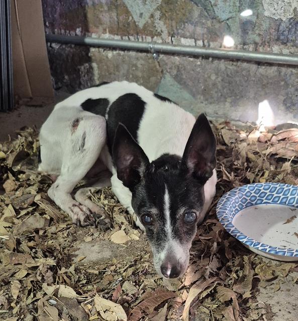 Shelter Stray Female Dog last seen Near BLOCK W HILDEBRAND AVE, 4710 TX-151, San Antonio, TX 78227, USA