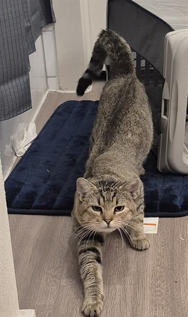 Shelter Stray Male Cat last seen CRESTWAY RD, 4710 TX-151, San Antonio, TX 78227, USA