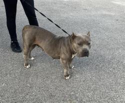 Shelter Stray Female Dog last seen , 4710 TX-151, San Antonio, TX 78227, USA