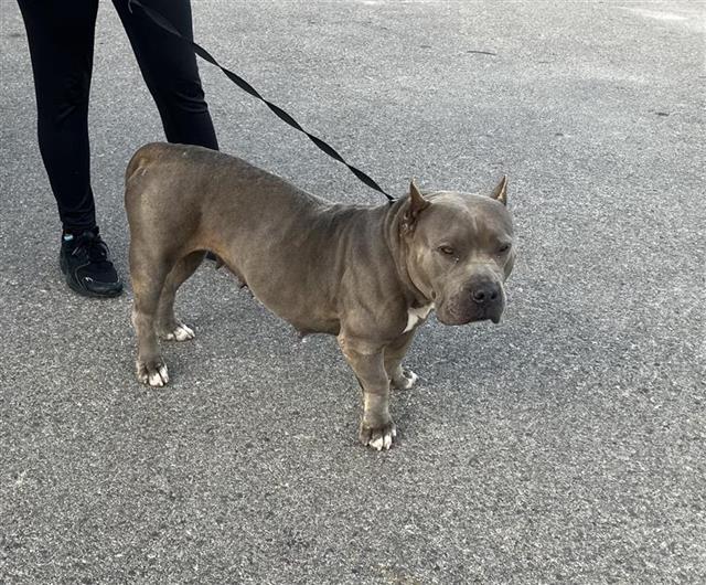Shelter Stray Female Dog last seen , 4710 TX-151, San Antonio, TX 78227, USA