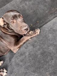 Shelter Stray Male Dog last seen , 4710 TX-151, San Antonio, TX 78227, USA