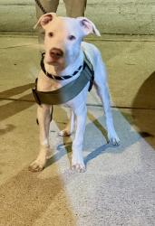 Found/Stray Male Dog last seen Austin Meadows Community, Belvedere Park, GA 30032