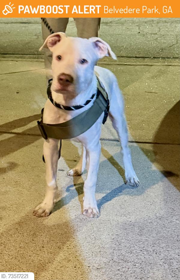Found/Stray Male Dog last seen Austin Meadows Community, Belvedere Park, GA 30032