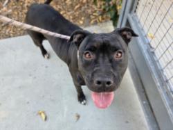 Shelter Stray Female Dog last seen , 957 N Gaffey St, San Pedro, CA 90731, USA